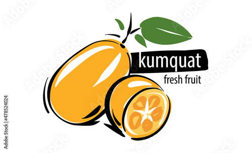 Drawn vector kumquat on a white background photo