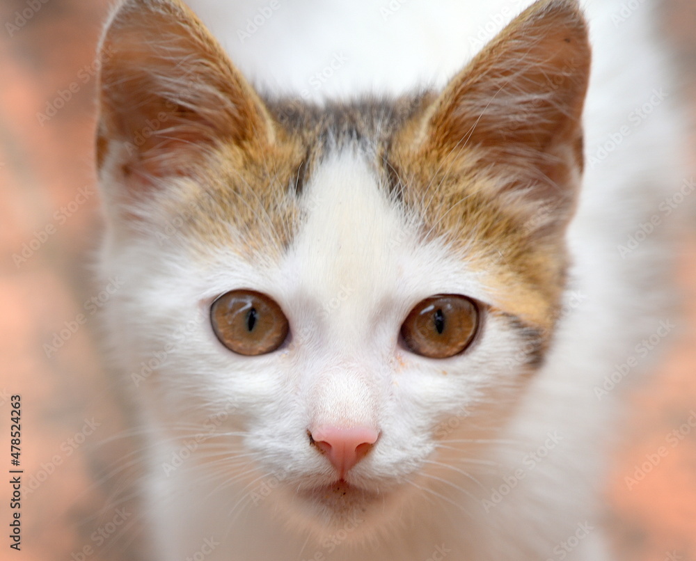 Flauschiges, weißes Katzenbaby mit roten Ohren Flauschiges, weißes Katzenbaby mit roten Ohren