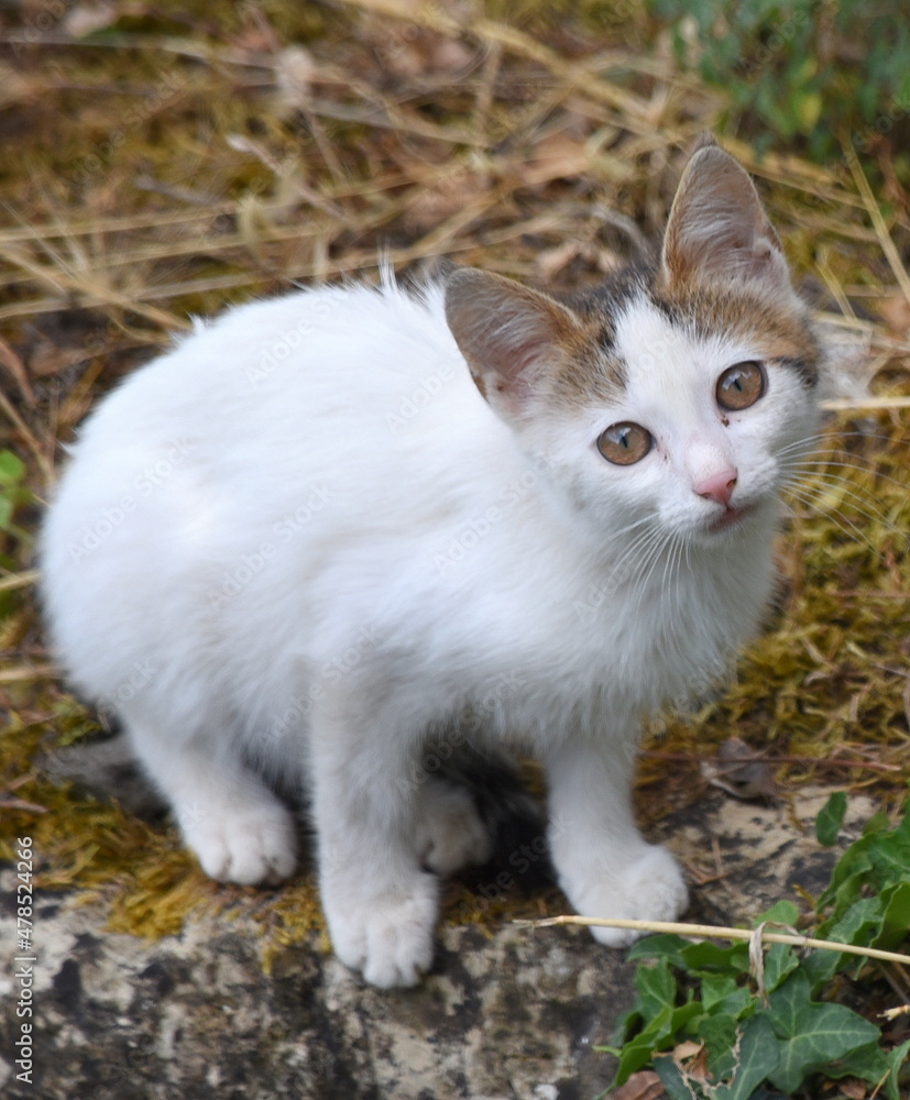 Weißes Katzenbaby mit roten Ohren im Gras sitzend Weißes Katzenbaby mit roten Ohren im Gras sitzend