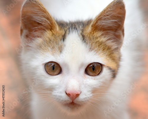 Flauschiges, weißes Katzenbaby mit roten Ohren
