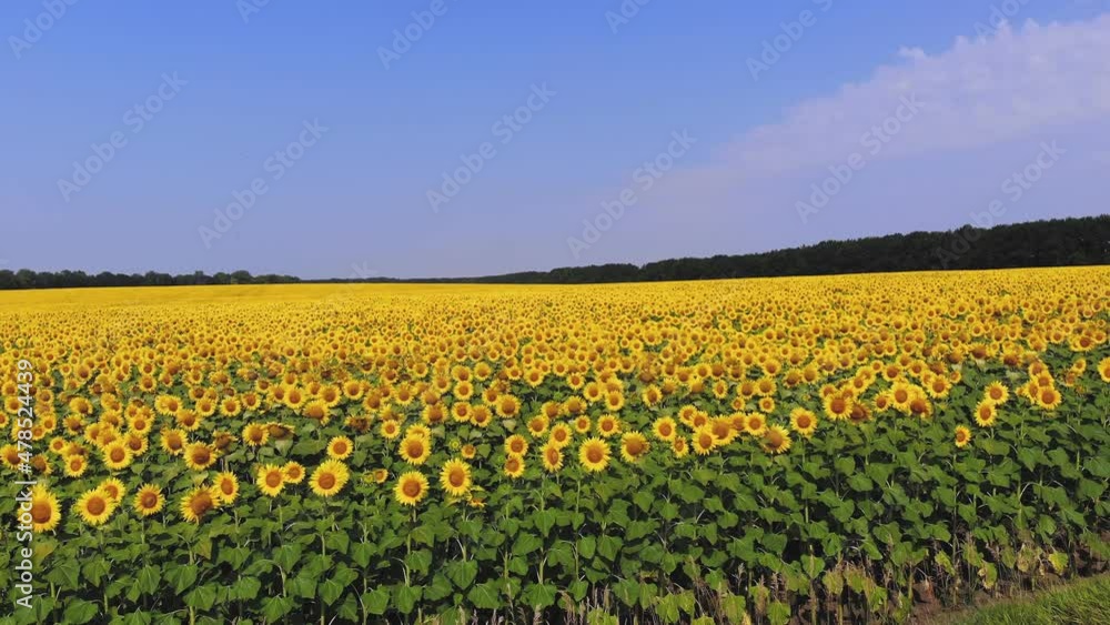 sunflower field. aero. top view. aerial drone video. A flying over sunflower fields. Blooming bright yellow sunflowers on farming fields against blue sky. summer day. Agriculture. sunflower field. aero. top view. aerial drone video. A flying over sunflower fields. Blooming bright yellow sunflowers on farming fields against blue sky. summer day. Agriculture.