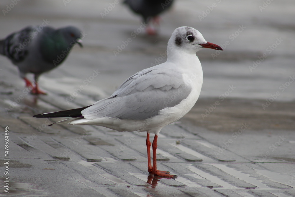 seagull on the beach seagull on the beach