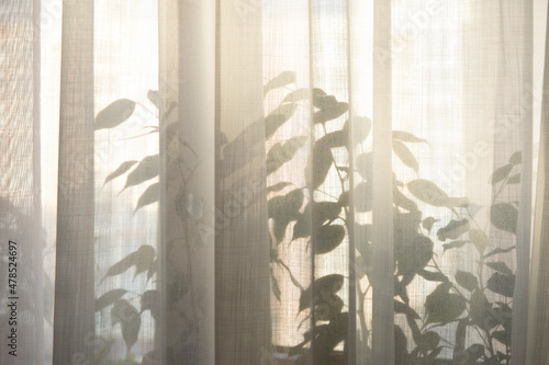 House plants growing on windowsill through the curtain and makes silhouettes. photo