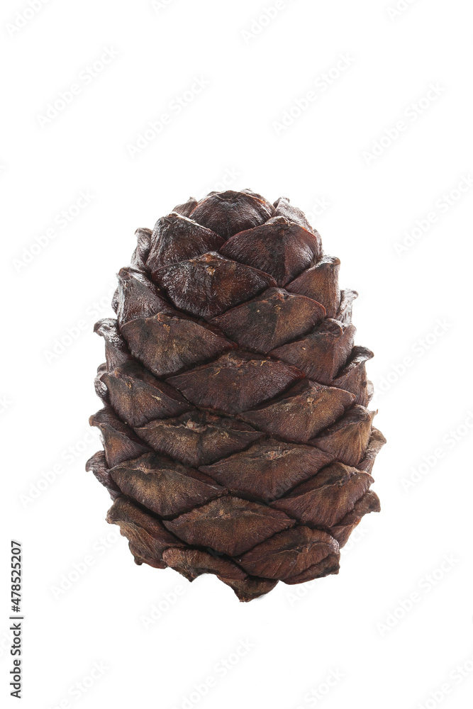 Cedar ripe pine cone isolated on dark background, studio shot Cedar ripe pine cone isolated on dark background, studio shot