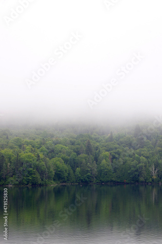 heavy fog in forest with still water with copy space