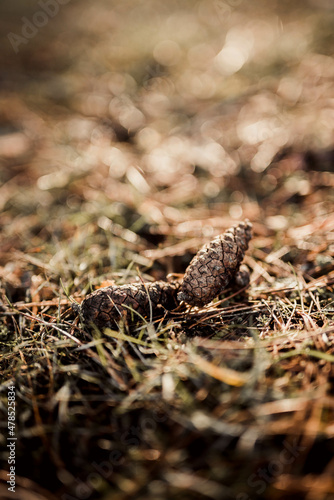 fallen pine cone isolated in grass