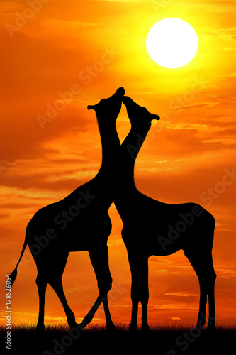Silhouettes of two giraffes on the background of the sunset look at the sun, women and men, romantic evening