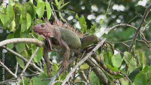 Wallpaper Mural Green iguana (Iguana iguana) relaxing on branch along the Tarcoles river. Torontodigital.ca