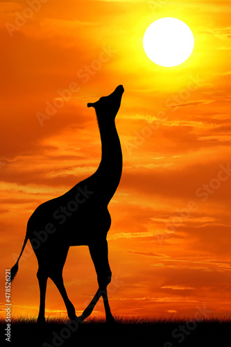 Silhouettes of one giraffe on the background of sunset looking at the sun