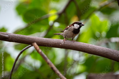 House Sparrow