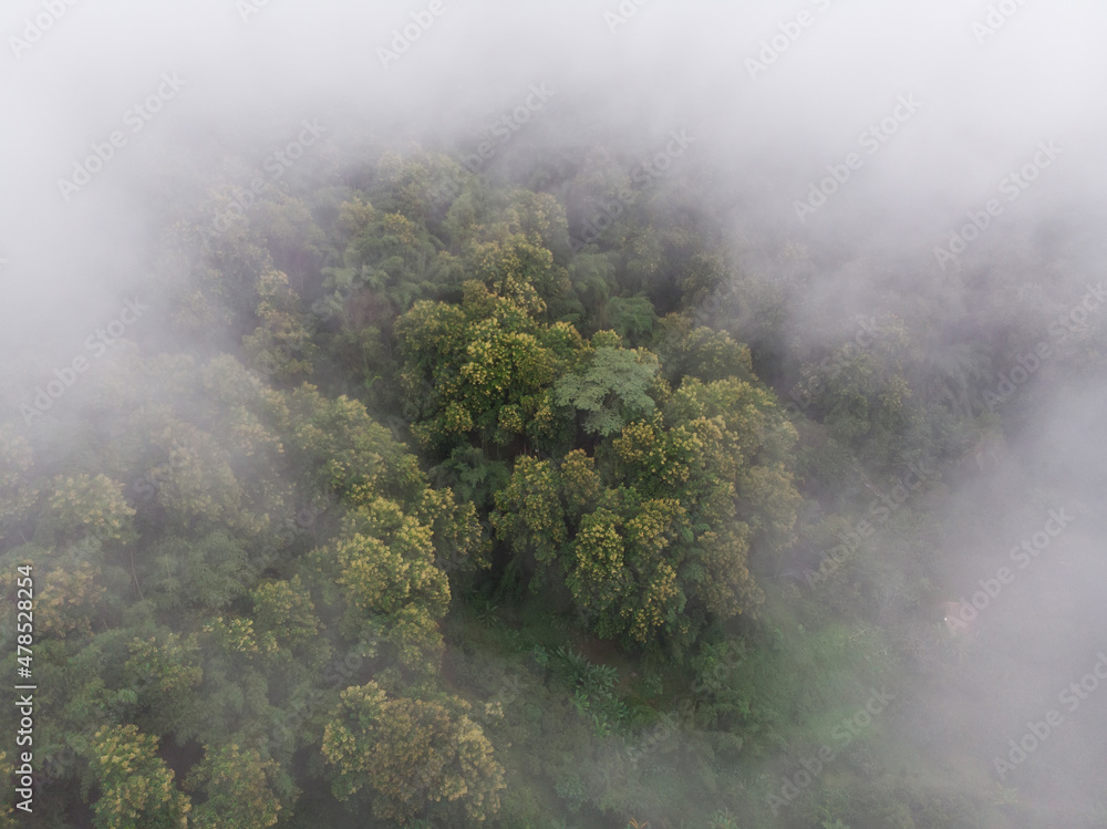 After the rain, a cloud of mist was blown over the tropical rainforest.