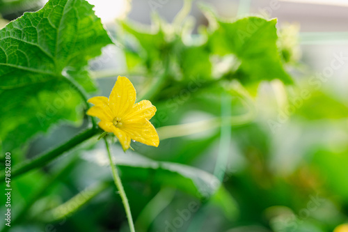 Cucumber inflorescence on a branch