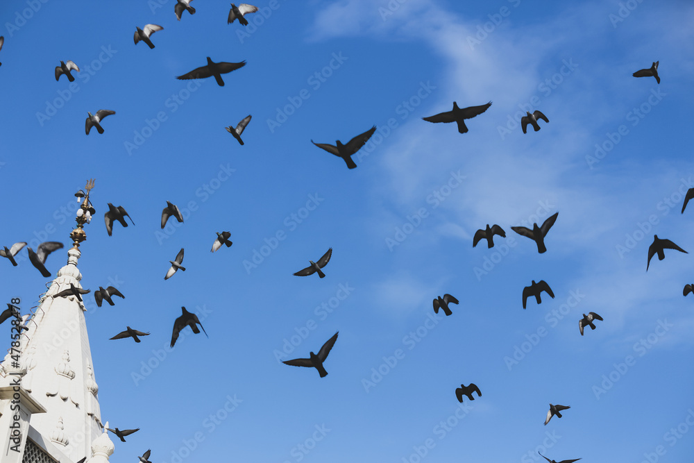 Fototapeta premium flock of birds in flight mode open wings blue sky