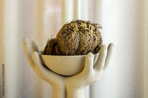 Rose of Jericho, Selaginella lepidophylla also called Resurrection Plant