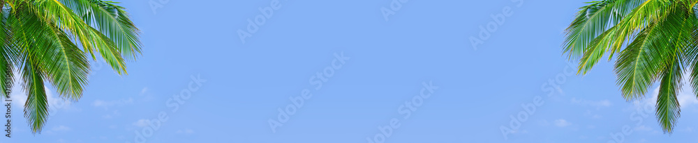 Naklejka premium Coconut palm tree on Maldives island