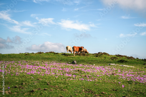 Three cows grazing on a purple flowered meadow photo