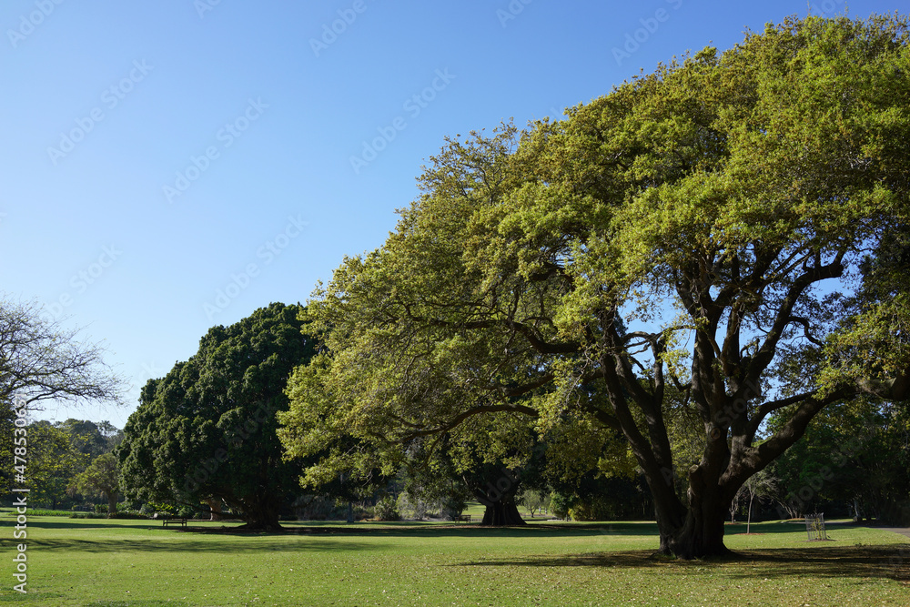 Big trees and green grass field in big city park, nature background.