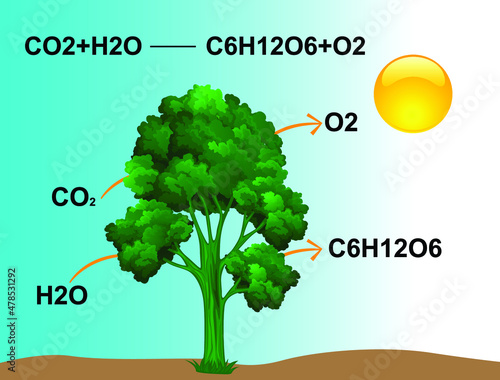 photosynthesis equation vector illustration 