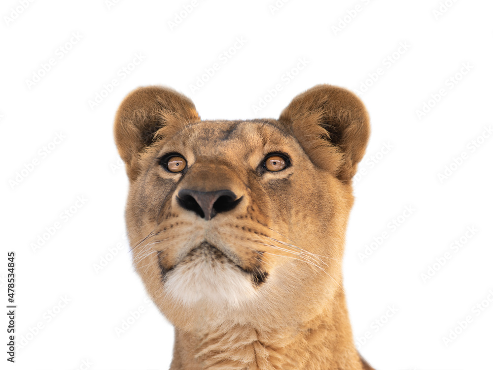 Obraz premium female lion portrait isolated on white background