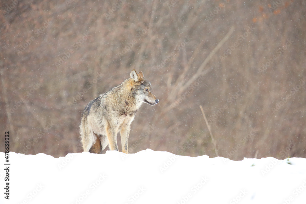 The european wild wolf (Canis lupus lupus) on the snow. Blizzard. The european wild wolf (Canis lupus lupus) on the snow. Blizzard.