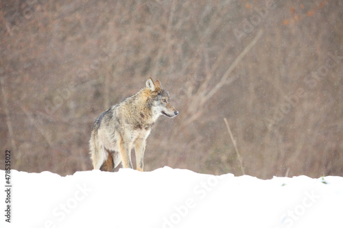 The european wild wolf  Canis lupus lupus  on the snow. Blizzard.