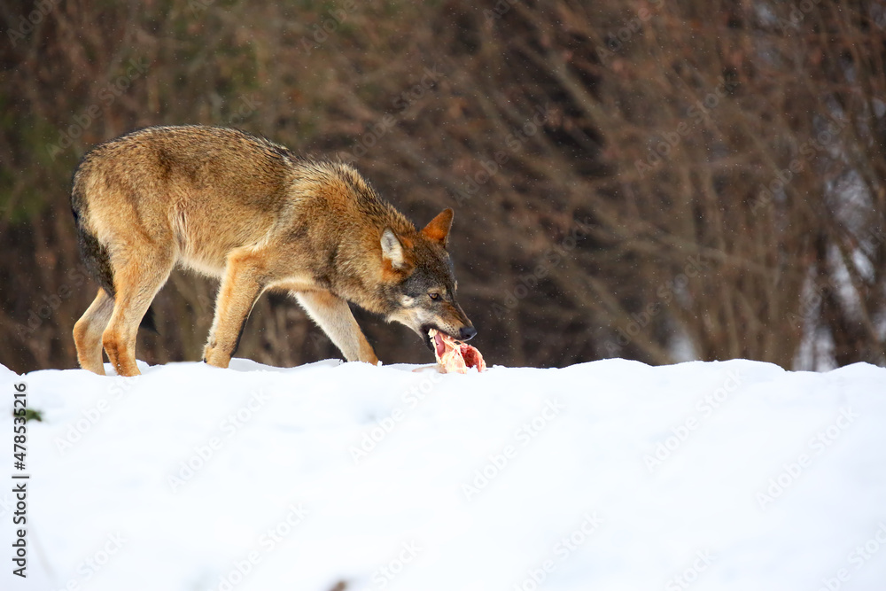 Obraz premium The european wild wolf (Canis lupus lupus) on the snow.