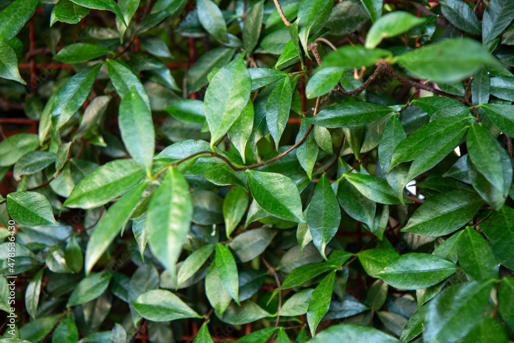 Beautiful background made with young green leaves. Bright juicy fresh green plants. Close up Beautiful background made with young green leaves. Bright juicy fresh green plants. Close up