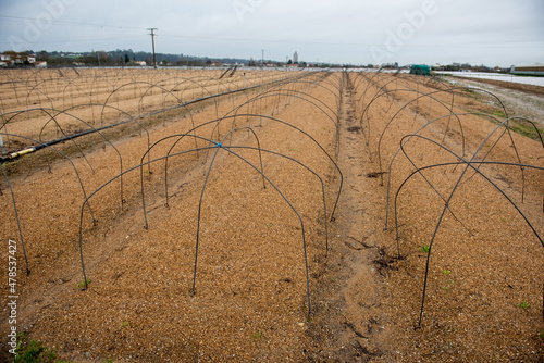 muguet preparatifs plantation photo