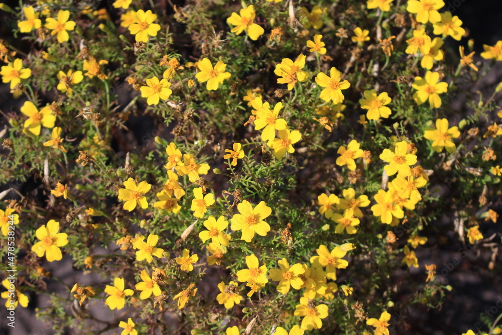 Small yellow flowers bloomed on a bushy plant in late summer Small yellow flowers bloomed on a bushy plant in late summer