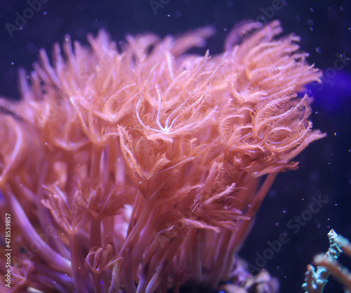 Eine Koralle im Meerwasseraquarium.  © boedefeld1969