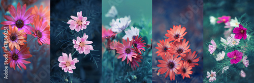 kwiaty, kolaż, kolory natury © meegi