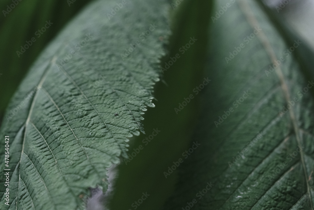Φωτογραφία closeup of big green leaves of a chestnut in the summer garden outdoors