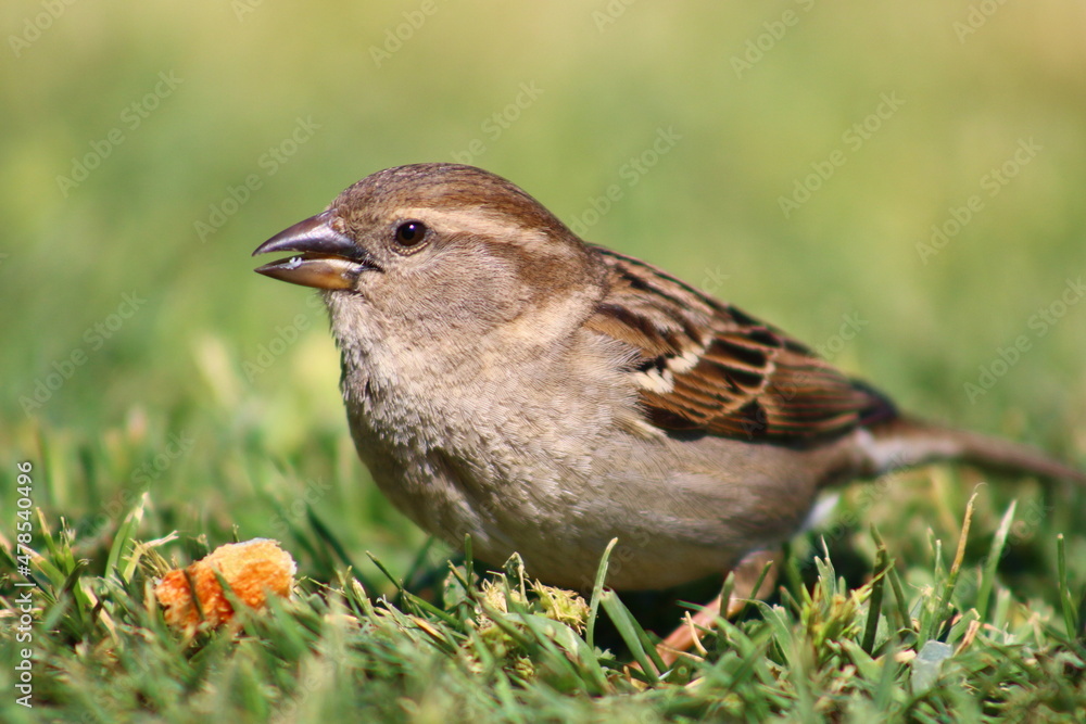 sparrow on grass sparrow on grass