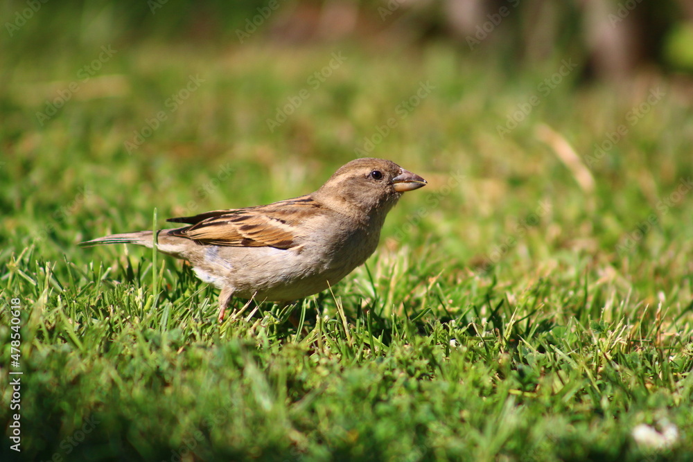 robin on the grass robin on the grass