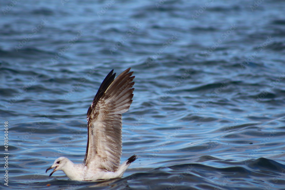 Fototapeta premium seagull on the sea