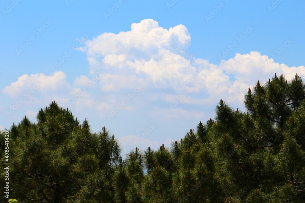 clouds over the forest clouds over the forest