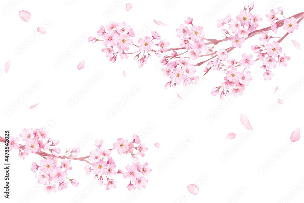 春の花：さくらと散る花びらのフレーム。左右から伸びる枝。水彩イラスト。