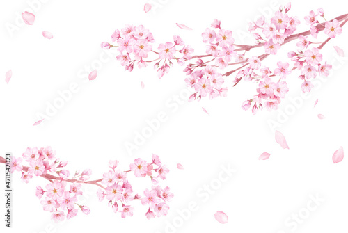 春の花：さくらと散る花びらのフレーム。左右から伸びる枝。水彩イラスト。