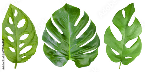 Set of isolated leaves of three types of Monstera