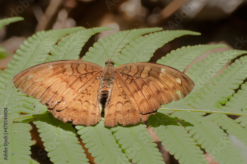 Canvas Print Common Baron butterfly (Euthalia aconthea) mud puddling , ie, sucking up fluid from moist area
