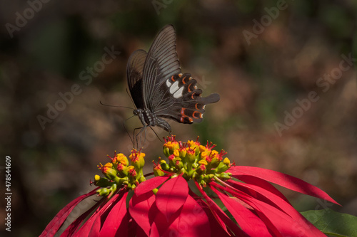 Common Mormon butterfly (papilio polytes linnaeus), sucking nectar from fully bloomed red flower. Image shot in a forest, sikkim, India. photo