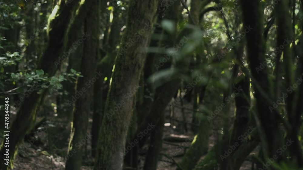 Foreground and background focus stack in green nature forest woods tropical trees - close up of leaf and environment concept - trekking and adventure discover lifestyle alternative vacation Foreground and background focus stack in green nature forest woods tropical trees - close up of leaf and environment concept - trekking and adventure discover lifestyle alternative vacation