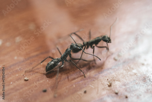 Black garden ant or common black ant © Natalia