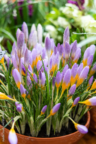 Crocus Fire Fly blossoms in the garden in spring