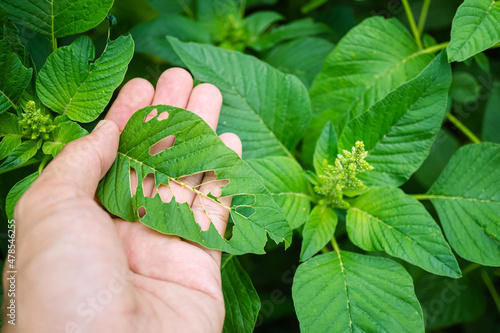 On the gardener's hands are green amaranth leaves, gnawed marks of pests. Insects have eaten the leaves in the garden, causing damage. Thorny Amaranthus (Amaranthus blitum subsp. oleraceus costea) photo