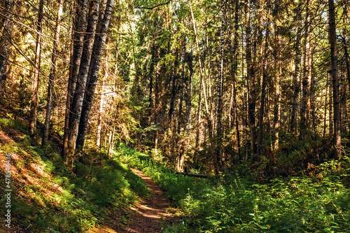 footpath in the forest on a sunny summer day