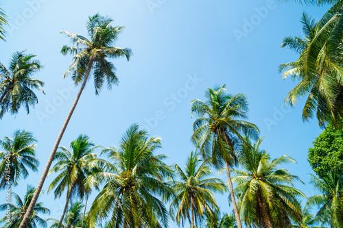 coconut trees in the garden lots against the bright blue sky. Looking up at the top of the coconut palms on the blue sky in southern Thailand.