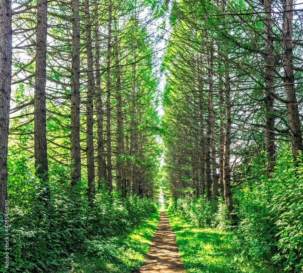 Fototapeta premium footpath in the forest on a sunny summer day