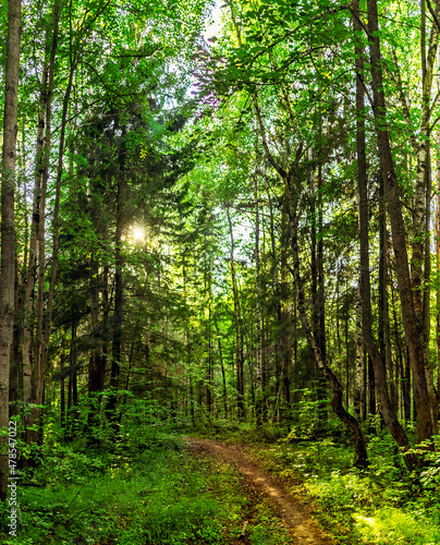 footpath in the forest on a sunny summer day