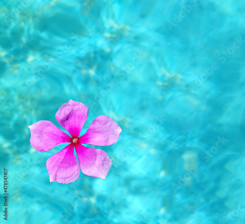 Background Flower
Katarantus, periwinkle, lies in a pool on the water. SPA-center. Rest and relaxation concept. photo